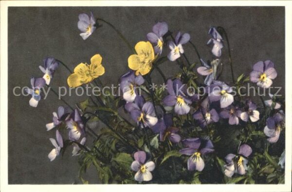 Blumen Stiefmütterchen Viola tricolor Pensee d