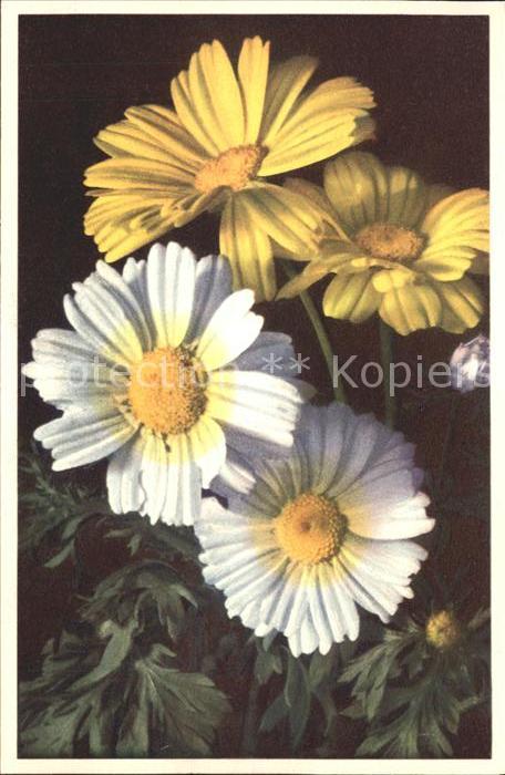 Blumen Saat-Wucherblume Crysanthemum segetum