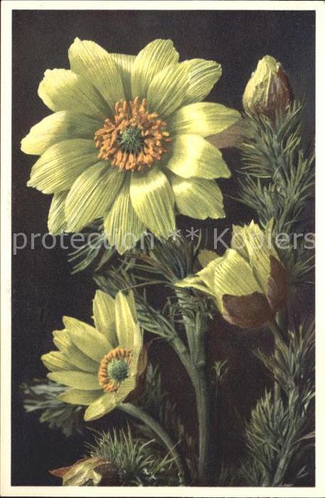Blumen Frühlings-Adonisröschen Adonis vernalis