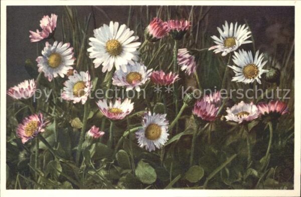 Blumen Gänseblümchen Massliebchen Bellis peren