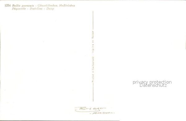 Blumen Gänseblümchen Massliebchen Bellis peren – Bild 2