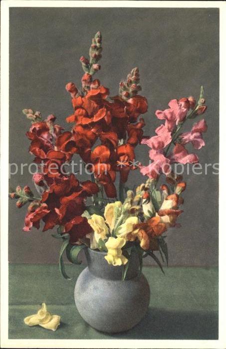 Blumen Löwenmäulchen Antirrhinium majus