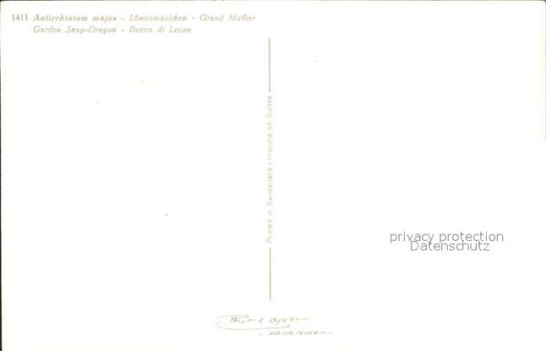 Blumen Löwenmäulchen Antirrhinium majus – Bild 2