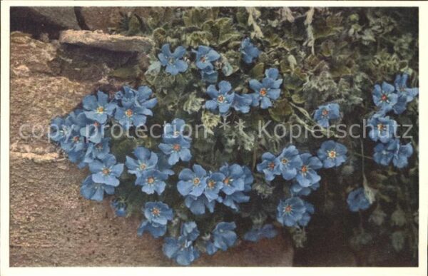 Blumen Himmelsherold Eritrichium nanum