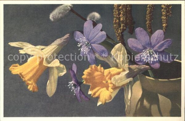 Blumen Frühlingsblumen Narzissen