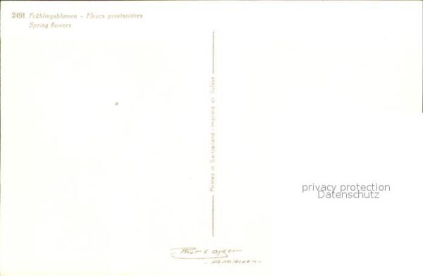 Blumen Frühlingsblumen Narzissen – Bild 2