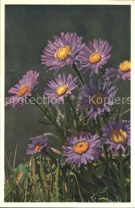 Blumen Alpen-Aster Aster alpinus