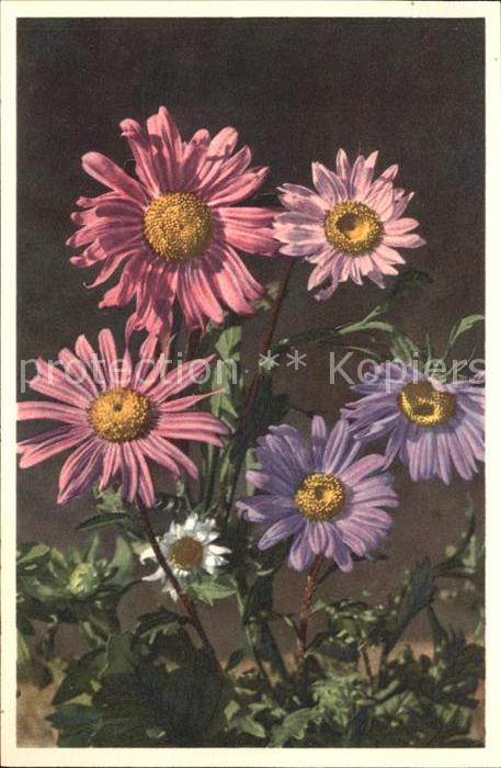 Blumen Sommeraster Callistephus chinensis Nees