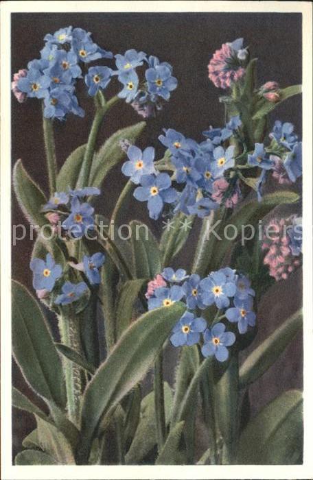 Blumen Alpen-Vergissmeinnicht Myosotis des Alp