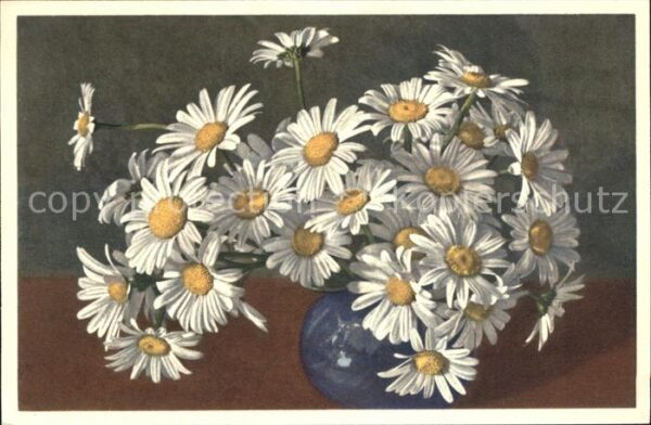 Blumen Wucherblume Chrysanthemum Leucanthemum