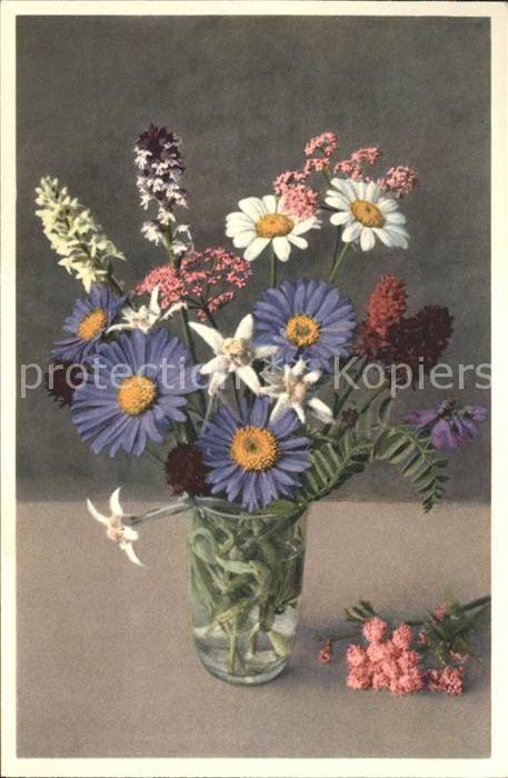 Blumen Bergblumen Edelweiss