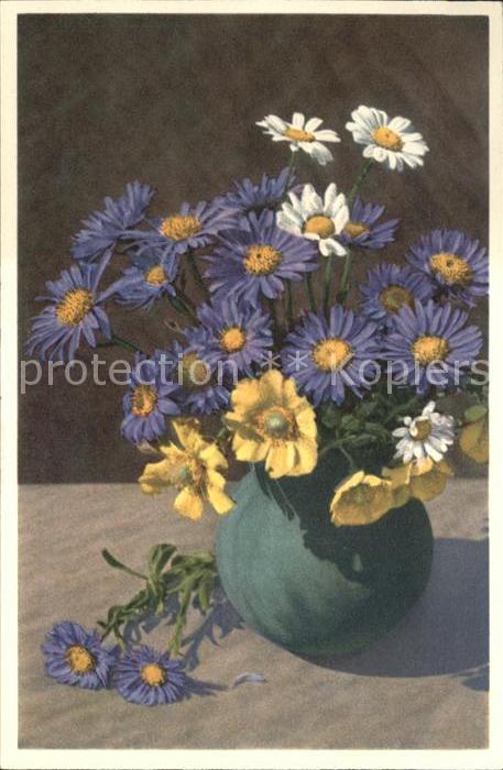 Blumen Aster Alpinus Kriechende Bergnelkwurz