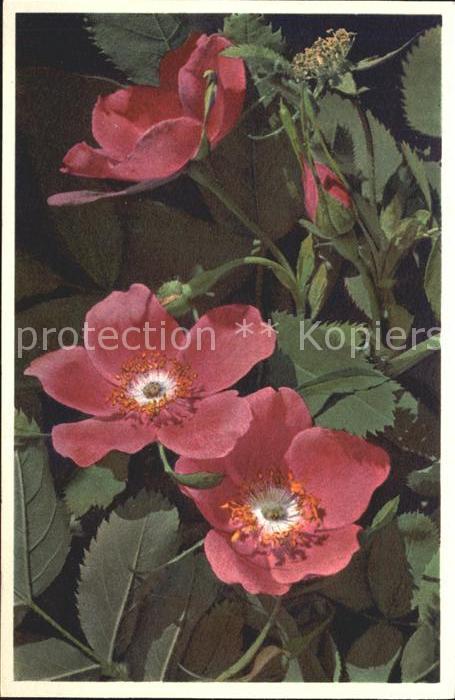 Blumen Alpen-Heckerose Rosa alpina