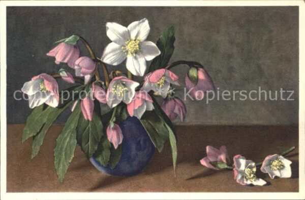 Blumen Christrose Schneerose