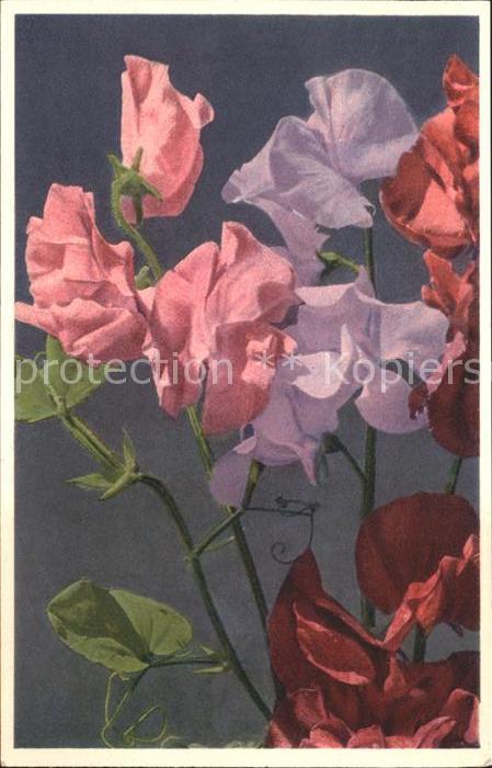 Blumen Wohlriechende Wicke