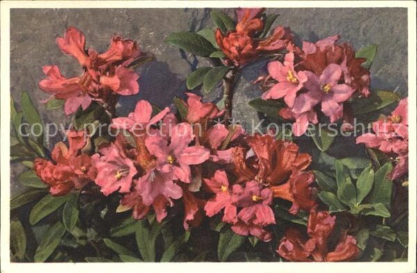 Blumen Rostblättrige Alpenrose Rhododendron fe