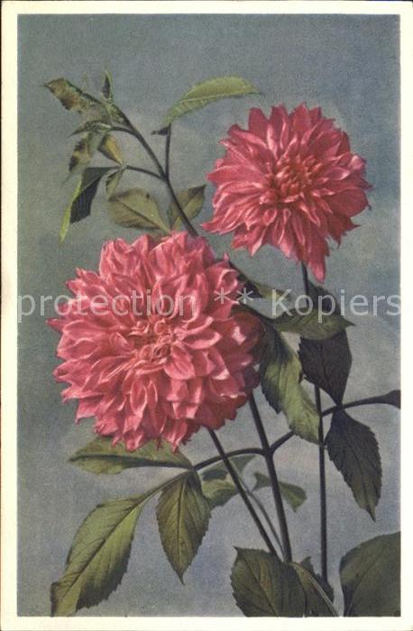 Blumen Dahlie-Georgine Dahlia variabilis