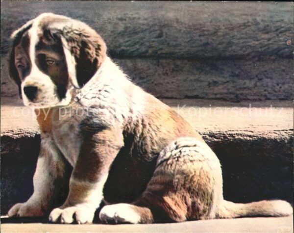 Bernhardiner Welpe Chien Grand Saint-Bernard