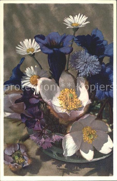 Blumen Frühlingsblumen Enzian Gänseblümchen