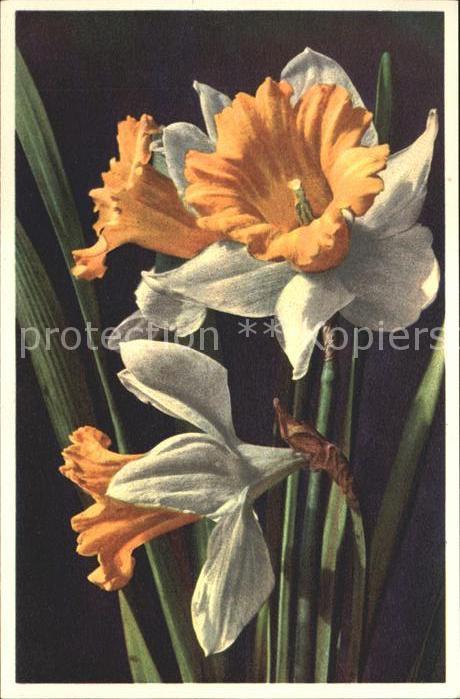 Blumen Gelbe Narzisse Narcissus Pseudonarcissu