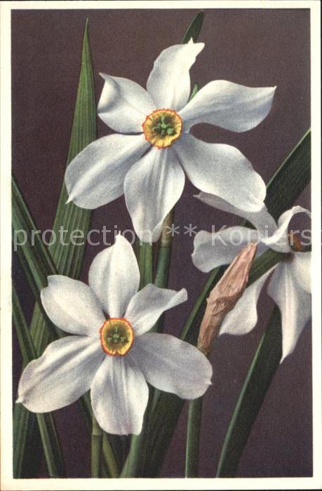 Blumen Weisse Narzisse Narcissus poeticus