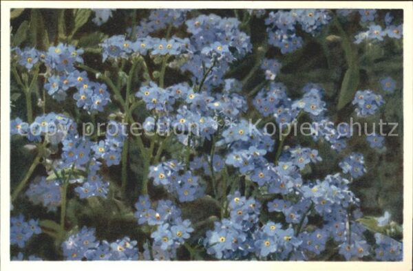 Blumen Alpen-Vergissmeinnicht Myosotis alpestr