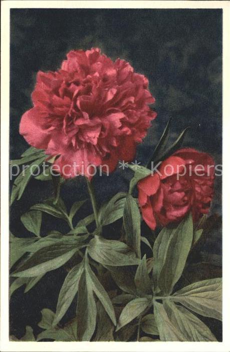 Blumen Pfingstrose Paeonia peregrina