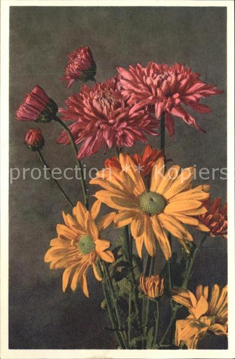 Blumen Indische Wucherblume Chrysanthenum Indi