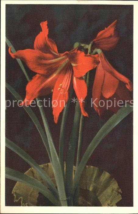 Blumen Amaryllis Hippeastrum hybridum