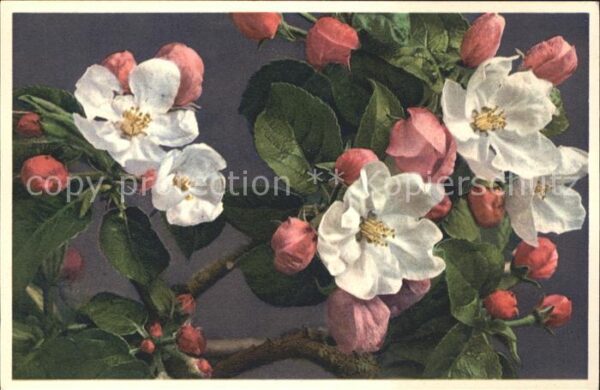 Blumen Apfelblüte Pyrus Malus