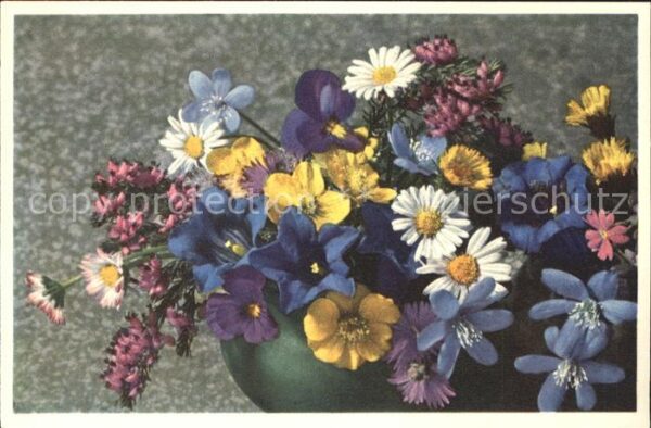 Blumen Frühling Enzian Gänseblümchen