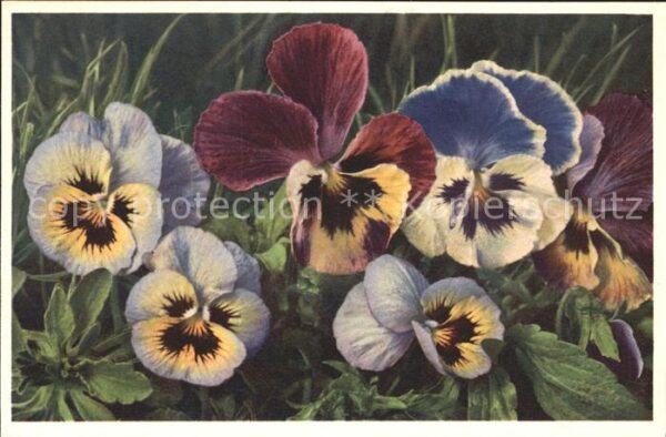 Blumen Stiefmütterchen Viola tricolor