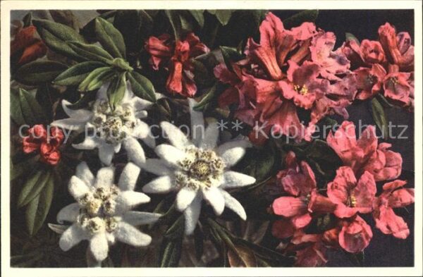 Blumen Edelweiss Alpenrose Leontopodium alpinu