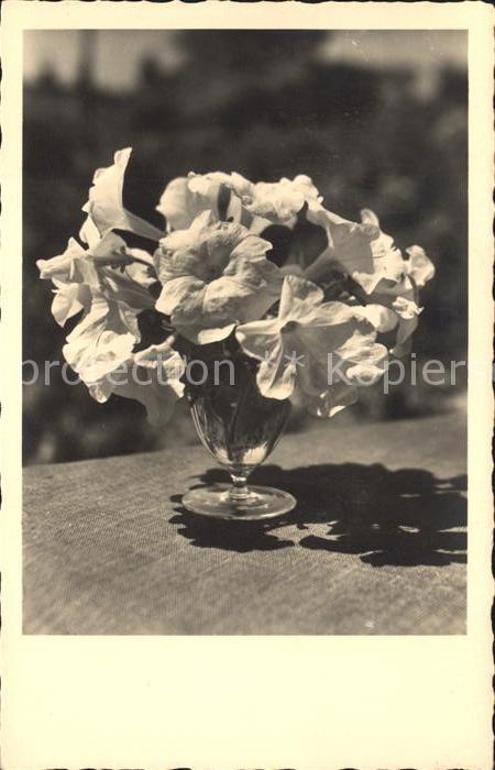 Blumen Weisse Petunien