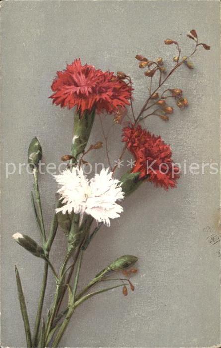 Blumen Nelken