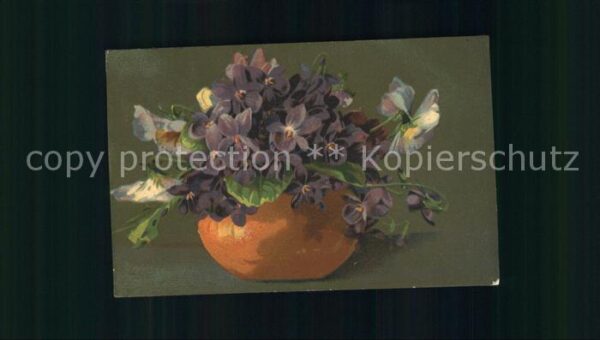Blumen Veilchen