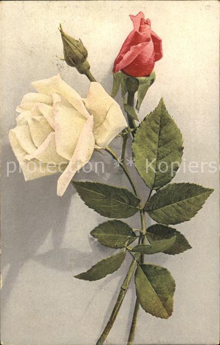Rosen