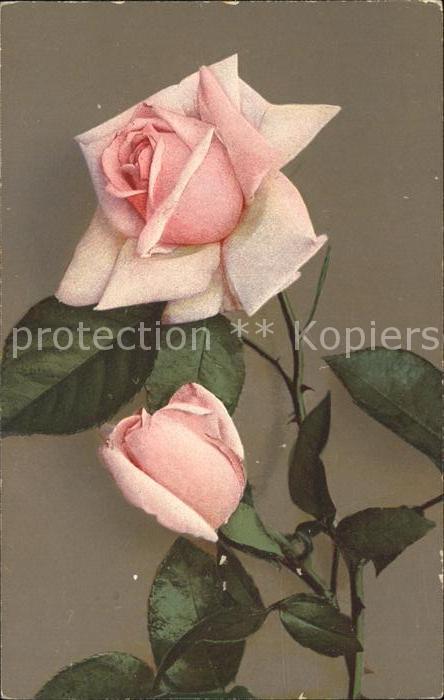 Rosen