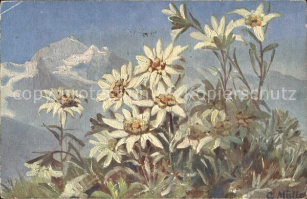 Edelweiss Künstlerkarte C. Müller