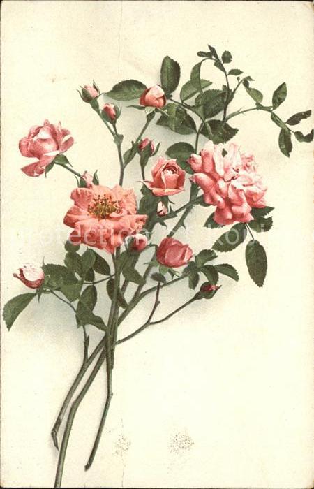 Rosen