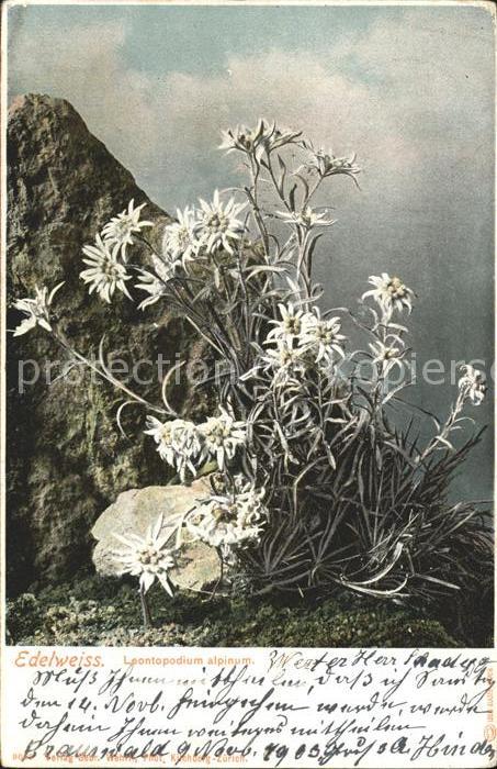 Edelweiss Leontopodium alpinum
