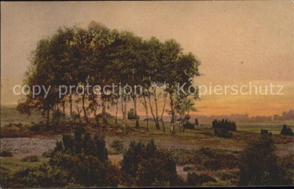 Baeume Trees In einsamer Heide