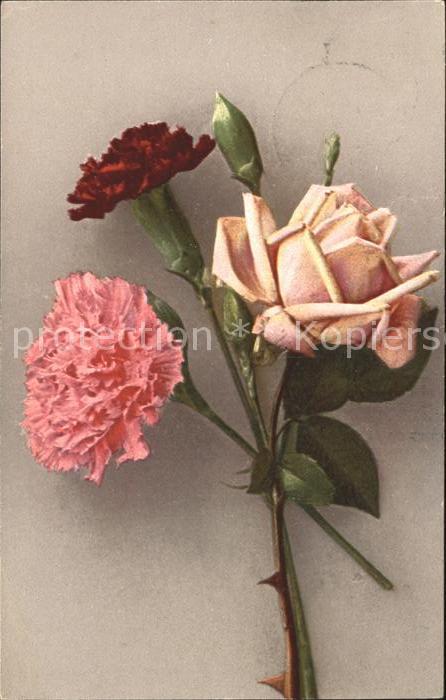 Rosen Nelken