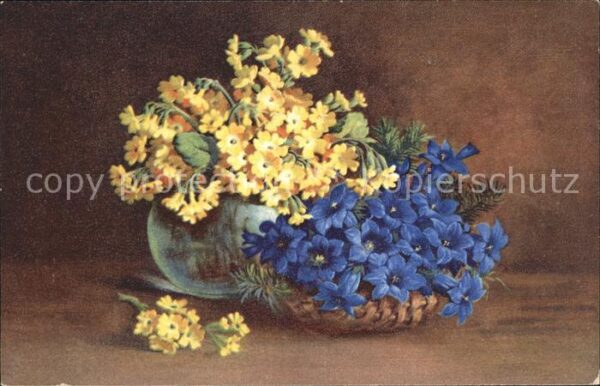 Blumen Enzian