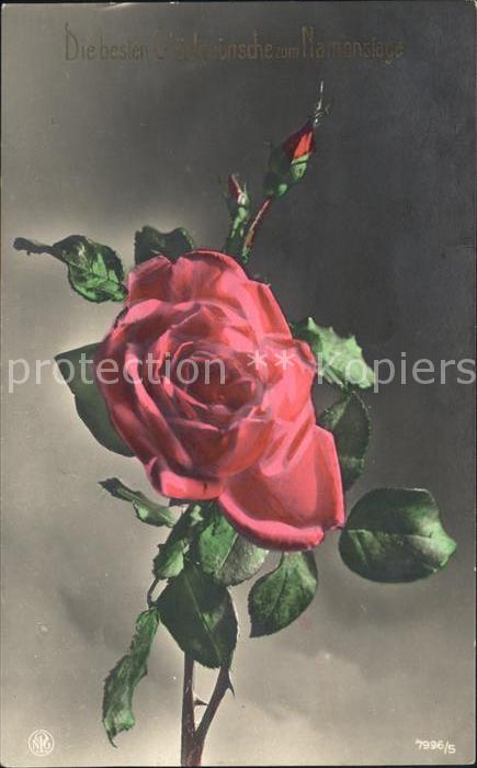 Rosen Glückwunsch Namenstag Foto-NPG-Nr. 7996