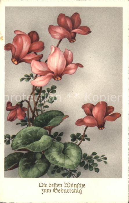 Geburtstag Glückwunsch Blumen