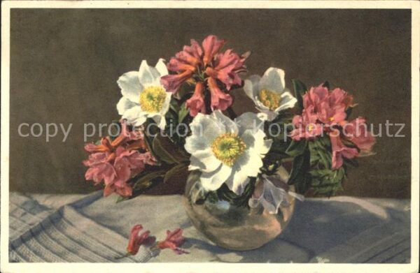 Blumen Rostblättrige Alpenrose Weisse Alpenane