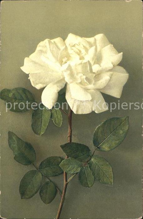 Rosen