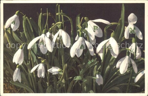 Blumen Schneeglöckchen Galanthus nivalis