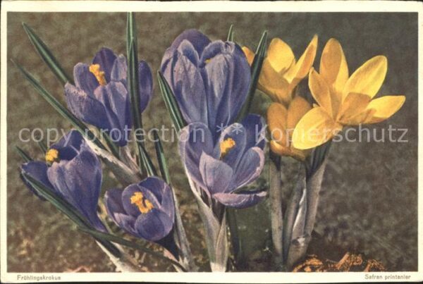 Blumen Frühlingskrokus
